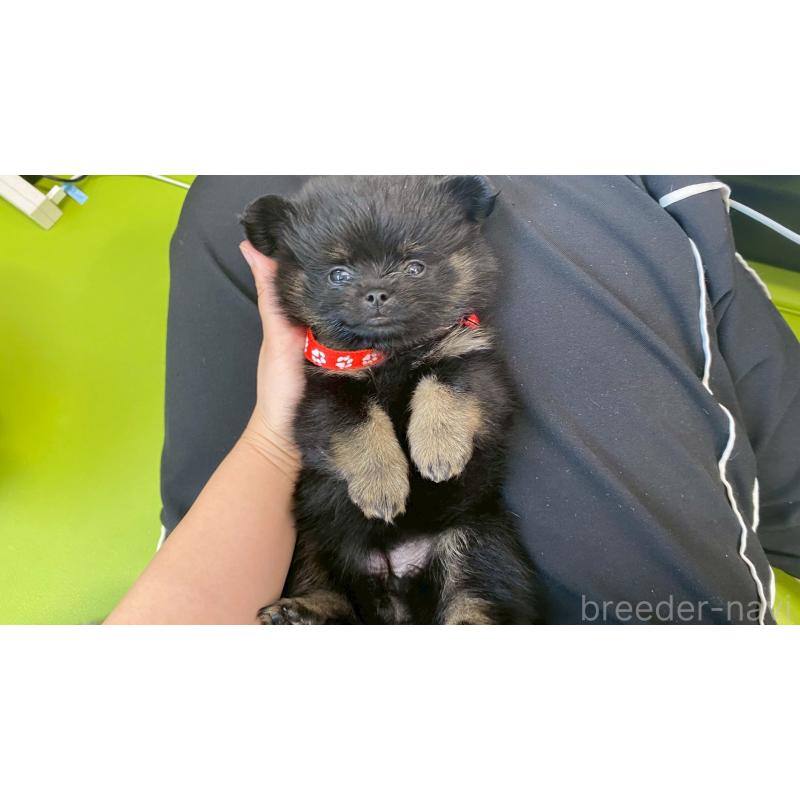 販売中の兵庫県のポメチワ:ポメラニアン×チワワ-406746の7枚目